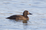 Velvet Scoter (Melanitta fusca)