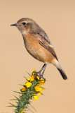 European Stonechat (Saxicola rubicola) 