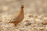 Sand Partridge (Ammoperdix heyi)