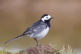 Pied Wagtail (Motacilla alba yarrellii)