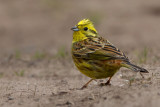 Yellowhammer (Emberiza citrinella)