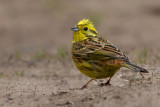 Yellowhammer (Emberiza citrinella)