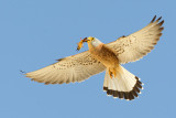 Lesser Kestrel (Falco naumanni)