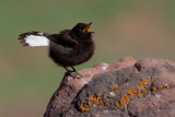 Black Wheatear (Oenanthe leucura)