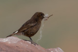 Black Wheatear (Oenanthe leucura)