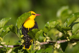 Golden Oriole (Oriolus oriolus)