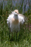 Cattle Egret (Bubulcus ibis)