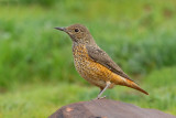 Rufous-tailed Rock-thrush (Monticola saxitilis)