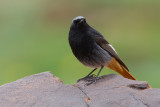 Black Redstart (Phoenicurus ochruros)