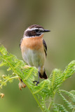 Whinchat (Saxicola rubetra)