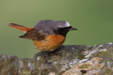 Common Redstart (Phoenicurus phoenicurus)