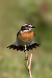 Whinchat (Saxicola rubetra)