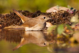 Common Nightingale (Luscinia megarhynchos)