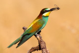 European Bee-eater (Merops apiaster)