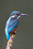 Common Kingfisher (Alcedo atthis)