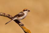 Woodchat Shrike (Lanius senator)