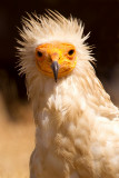 Egyptian Vulture (Neophron percnopterus)