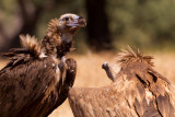 European Black Vulture (Aegypius monachus)