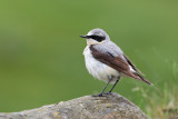 Northern Wheatear (Oenanthe oenanthe) ssp. oenanthe