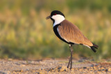Spur-winged Plover (Vanellus spinosus)