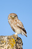 Little Owl (Athene noctua)