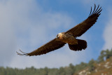 Lammergeier (Gypaetus barbatus)