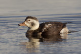 Long-tailed Duck (Clangula hyemalis)