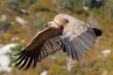 Griffon Vulture (Gyps fulvus)