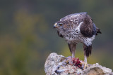 Bonellis Eagle (Aquila fasciata)