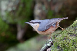 Eurasian Nuthatch (Sitta europaea)