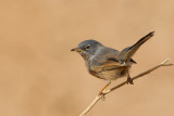 Tristram's Warbler (Sylvia deserticola)