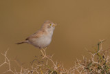 African Desert Warbler (Sylvia deserti)