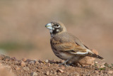 Thick-billed Lark (Ramphocoris clotbey)