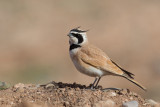 Temminck's Horned Lark (Eremophila bilopha)