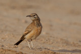 Greater Hoopoe Lark (Alaemon alaudipes boavistae)