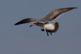 Laughing Gull (Leucophaeus atricilla)