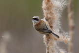 Eurasian Penduline Tit (Remiz pendulinus)