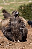 European Black Vulture (Aegypius monachus)