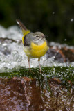 Grey Wagtail (Motacilla cinerea)