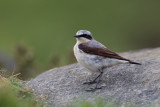 Northern Wheatear (Oenanthe oenanthe)