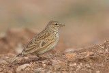 Lesser Short-toed Lark (Calandrella rufescens)