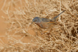 Tristrams Warbler (Sylvia deserticola)