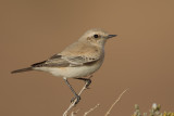 Desert Wheatear (Oenanthe deserti)