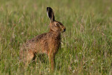 Brown Hare (Lepus europaeus)