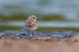 Little Ringed Plover (Charadrius dubius)