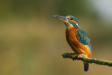 Kingfisher (Alcedo athis)