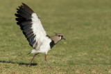 Southern Lapwing (Vanellus chilensis)