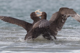 Southern Giant-Petrel (Macronectes giganteus)