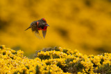 Long-tailed Meadowlark (Sturnella loyca)
