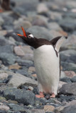 Gentoo Penguin (Pygoscelis papua)